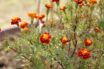 field of poppies