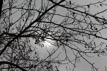 silhouette of a tree