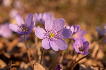 Gewöhnliches Leberblümchen am Waldweg