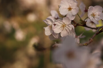 Obraz premium 桜・緑吉野満開 萩市 萩城跡 みどりよしの