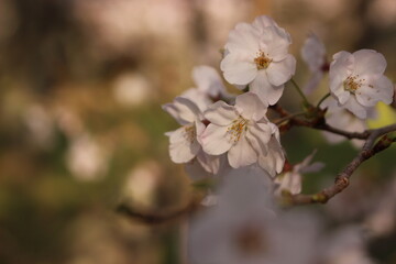 桜・緑吉野満開　萩市　萩城跡　みどりよしの