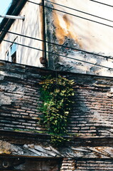 Plant on the front of the house