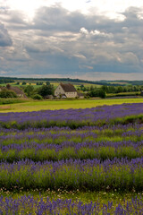 Lavender Field Summer Flowers Cotswolds England