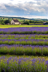 Lavender Field Summer Flowers Cotswolds England