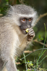 Vervet monkey eating a wild fruit, Addo Elephant National Park