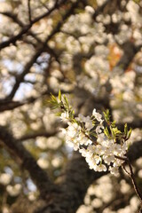 桜・緑吉野満開　萩市　萩城跡　みどりよしの