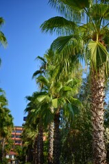 Fototapeta na wymiar Palm trees on the beach with sky