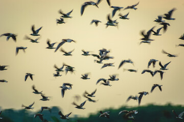 A flock of black-headed gulls in flight - blur effect
