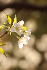 緑吉野（ミドリヨシノ）日本で唯一！萩のみに現存する純白の桜ミドリヨシノはエドヒガンとヤマザクラの自然雑種
