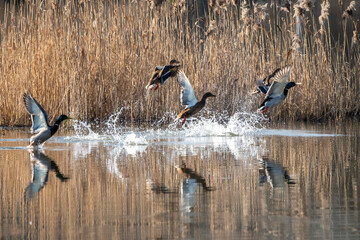 startujące kaczki nad taflą jeziora na tle trzcin