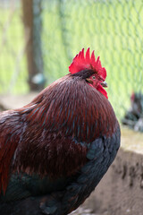 French rooster in a farm with beautiful dark plumage