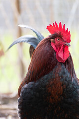 French rooster in a farm with beautiful dark plumage