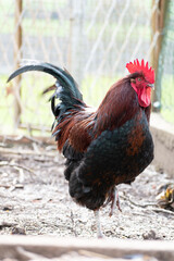 French rooster in a farm with beautiful dark plumage