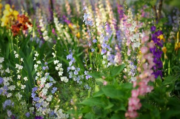 Flowers in the garden, colorful field in forest