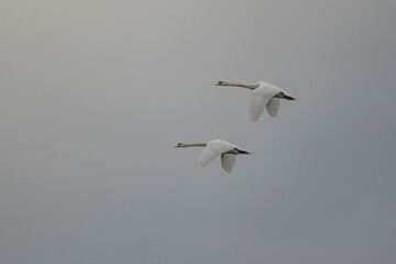 lot dwa łabędzie krzykliwe na tle szarego nieba w deszczową pogodę © Colorful Soul