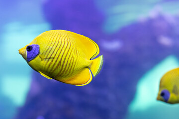 Naklejka premium Blue-cheeked butterflyfish swimming in blue water