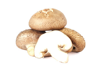 Shiitake mushroom isolated on White background