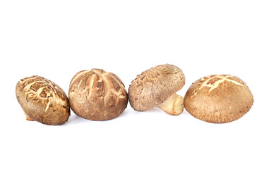 Shiitake mushroom isolated on White background