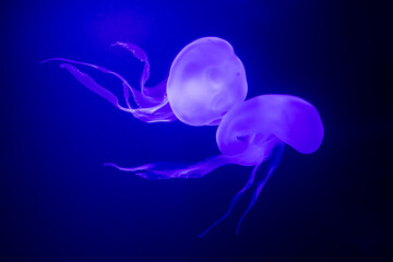 Naklejka premium Two common jelly-fishes swimming in water against light