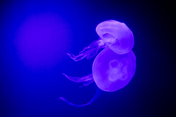 Two common jelly-fishes swimming in water against light