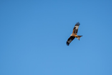 Rotmilan auf Futtersuche