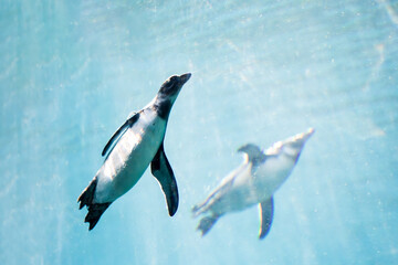 Fototapeta premium Two african penguins swimming in water