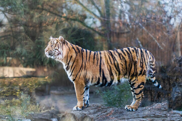 Fototapeta na wymiar View of tiger standing outdoors against trees