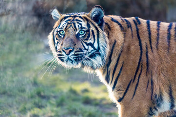 Macro view of tiger portrait outdoors