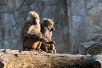 Couple of baboons sitting on log outdoors and relaxing
