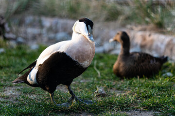Macro view of beautiful duck standing on grass and preening outdoors