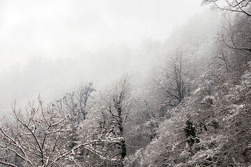 Obraz na płótnie Canvas Trees covered by snow at winter day.