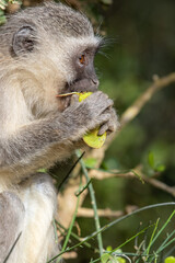 Vervet monkey eating a wild fruit, Addo Elephant National Park