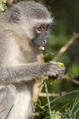 Vervet monkey eating a wild fruit, Addo Elephant National Park