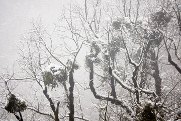 Trees covered by snow at winter day.