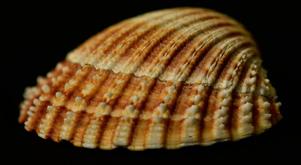 Cockle Shell
