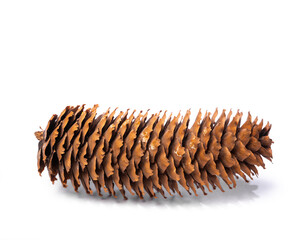 Pine cone isolated on white background