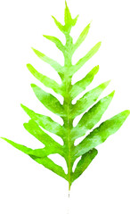 Leatherleaf fern on white background