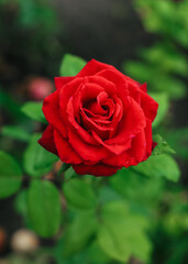 The red rose tea-hybrid Ingrid Bergman grows in the garden. Close-up.
