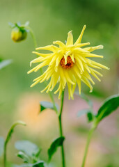 Beautiful yellow Dahlia Kennemerland grows in the garden. Close-up.