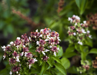 flowers in the garden