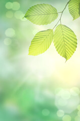 Fototapeta na wymiar Beautiful green leaves on blurred background, space for text. Spring and summer season