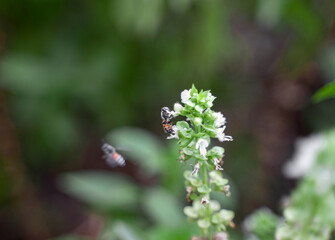 bee on a flower