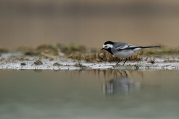 Bachstelze (Motacilla alba)