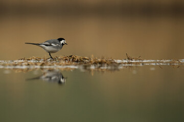 Bachstelze (Motacilla alba)