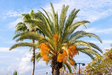 Fototapeta na wymiar Pindo jelly palm or Butia capitata yellow fruits hanging from a tree