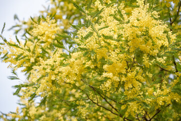 Yellow acacia flower, silver wattle