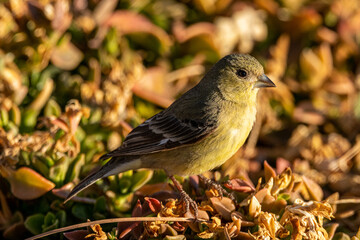 Obraz premium Lesser goldfinch female bird perching on succulent groundcover plants in the morning sun.