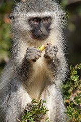 Vervet monkey eating a wild fruit, Addo Elephant National Park