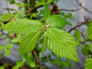 Branch of hornbeam hedge with fresh green textured  leaves in spring. 