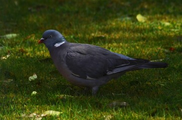 pigeon ramier